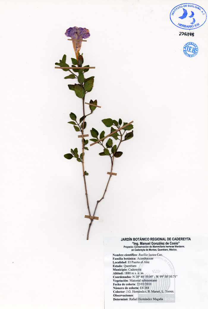 Ruellia lactea